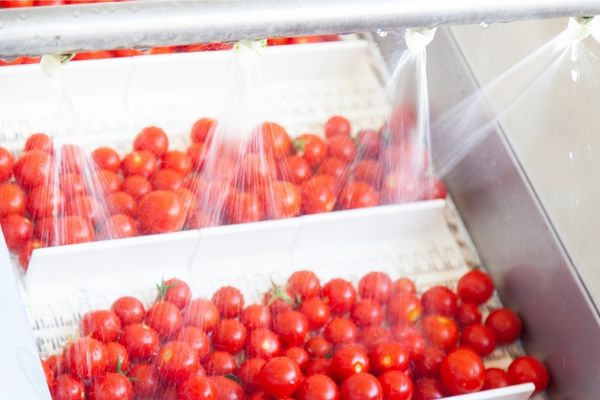 lavaggio pomodori